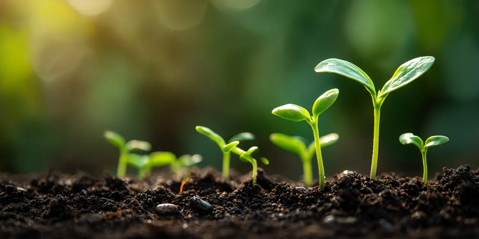 Plantor som symboliserar företagstillväxt